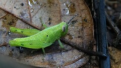 Xenocatantops humilis
