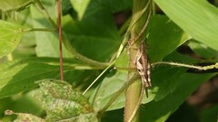 Xenocatantops humilis