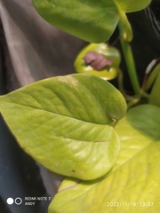Epipremnum