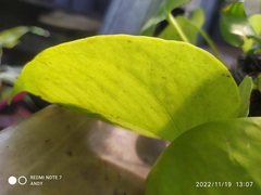 Epipremnum