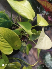 Epipremnum