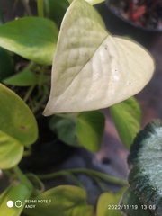 Epipremnum