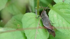 Coptacrinae