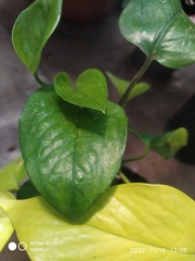 Epipremnum