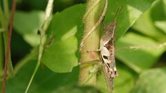 Xenocatantops humilis
