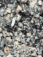 Carposina gracillima