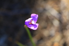 Patersonia occidentalis