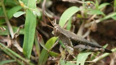 Xenocatantops brachycerus