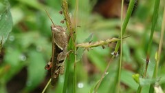 Xenocatantops humilis