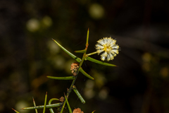 Acacia rupicola