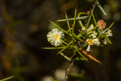 Acacia rupicola