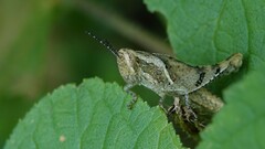 Xenocatantops humilis