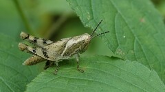Xenocatantops humilis