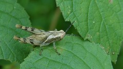 Xenocatantops humilis