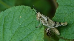 Xenocatantops humilis