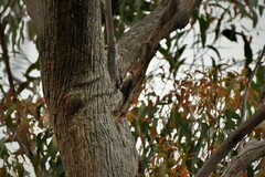 Climacteris erythrops