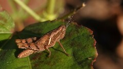 Xenocatantops humilis