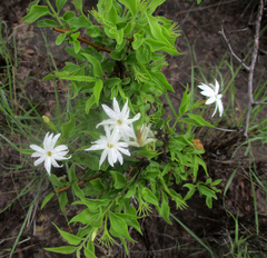 Jasminum fluminense