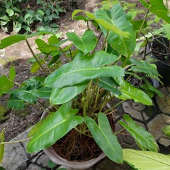Philodendron domesticum
