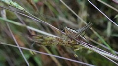 Conocephalus maculatus