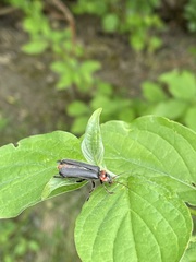 Cantharis fusca