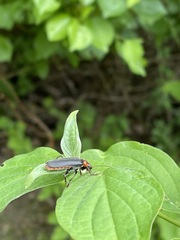 Cantharis fusca