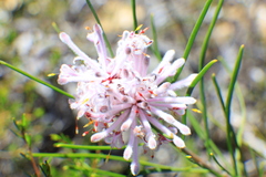 Petrophile linearis