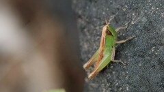 Spathosternum prasiniferum