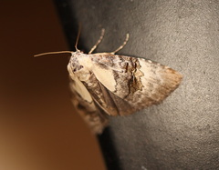 Acatapaustus leucospila