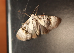 Acatapaustus leucospila