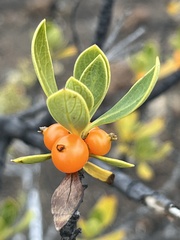 Coprosma montana