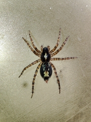 Textrix pinicola