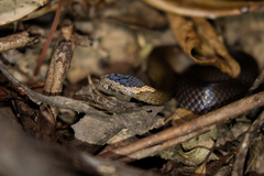 Cacophis squamulosus