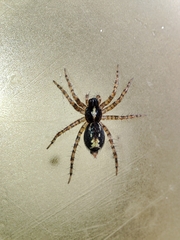 Textrix pinicola