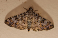 Dysallacta negatalis