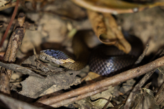 Cacophis squamulosus
