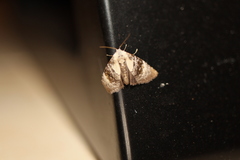 Acatapaustus leucospila