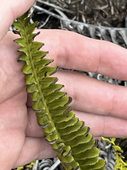 Polypodium pellucidum vulcanicum
