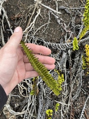 Polypodium pellucidum vulcanicum