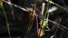 Conocephalus maculatus