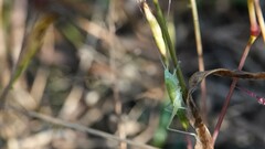 Conocephalus maculatus