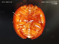 Chilocorus circumdatus