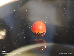 Chilocorus circumdatus