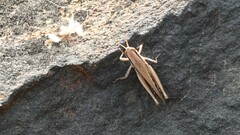 Spathosternum prasiniferum