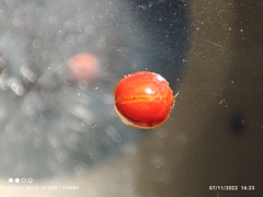 Chilocorus circumdatus