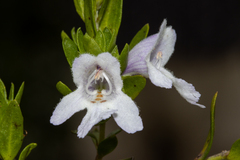Prostanthera behriana