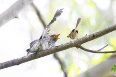 Cacomantis variolosus