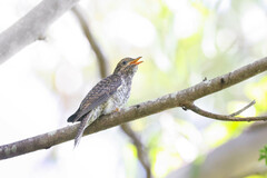 Cacomantis variolosus