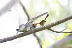 Cacomantis variolosus