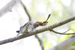 Cacomantis variolosus